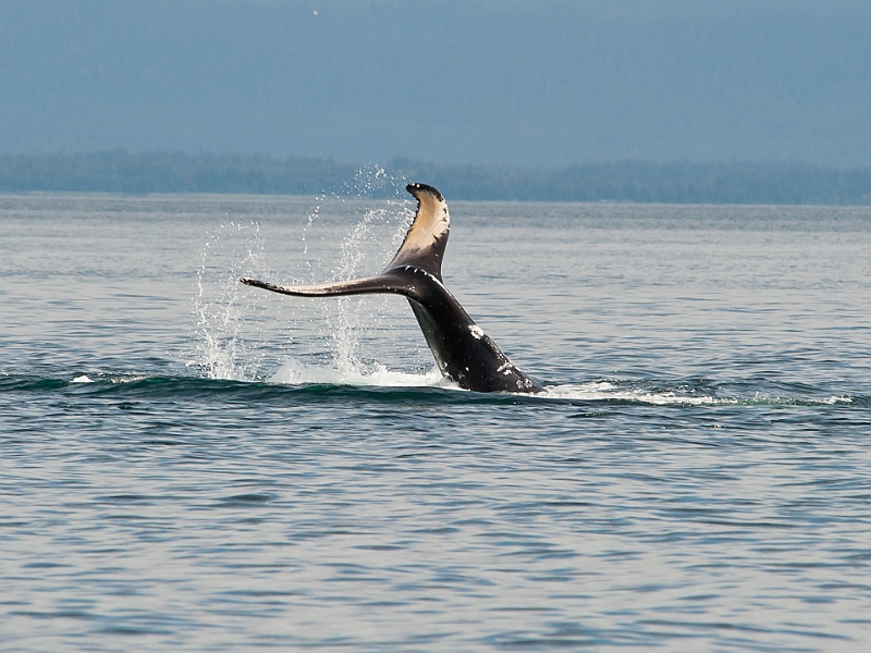 Alaska Wildlife-14.JPG